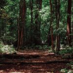Мастер-класс “Как спасти леса от уничтожения?”
